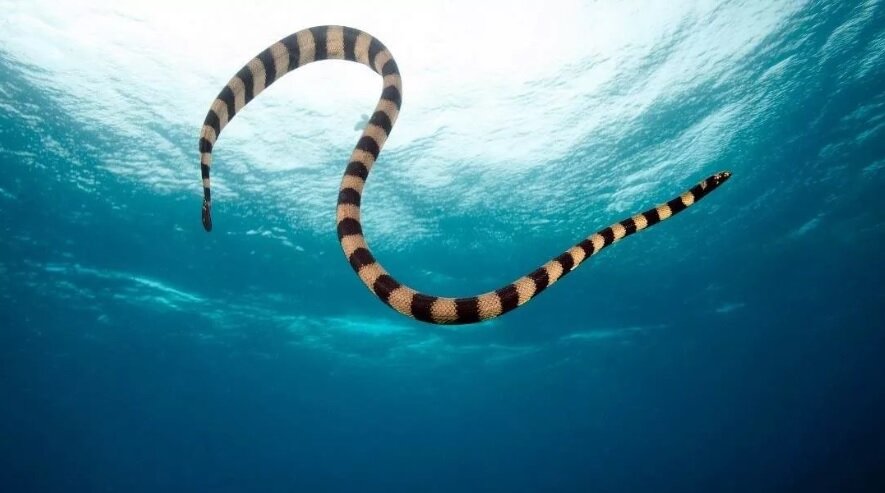 В бассейне в Лимассоле нашли плавающую змею