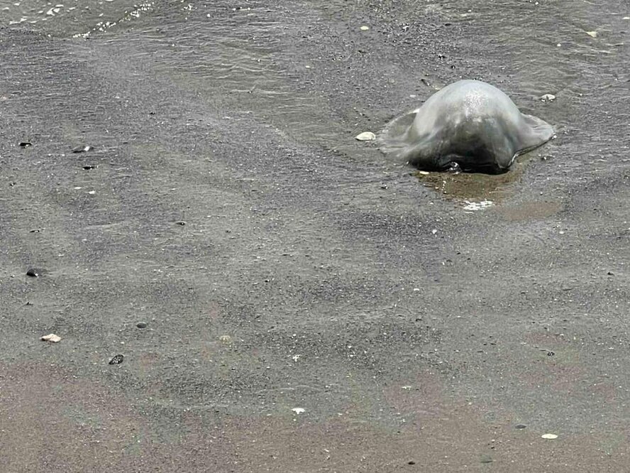 Опасные медузы продолжают появляться на пляжах Кипра