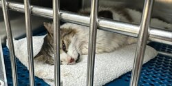 В Лимассоле пройдет акция протеста в защиту кошек