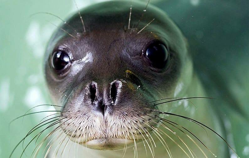 Строительство аквакультурного проекта в Пентакомо под вопросом из-за нахождения там редкого тюленя-монаха