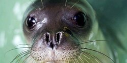 Строительство аквакультурного проекта в Пентакомо под вопросом из-за нахождения там редкого тюленя-монаха