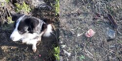 В Лимассоле обнаружены отравленные приманки для собак