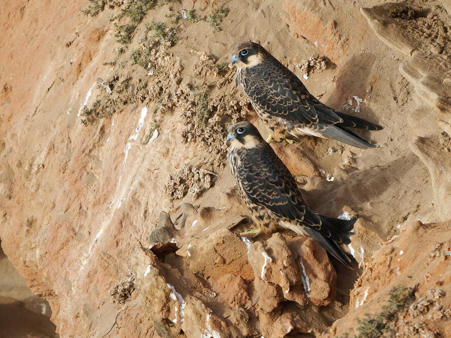 Побережье Кипра остаётся домом для редких птиц