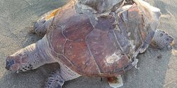 В Лимассоле на берег выбросило двух мертвых черепах