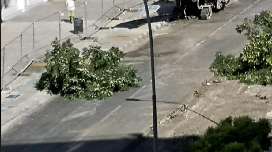 В Никосии вырубают деревья, обновляя центральную улицу