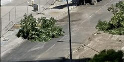 В Никосии вырубают деревья, обновляя центральную улицу
