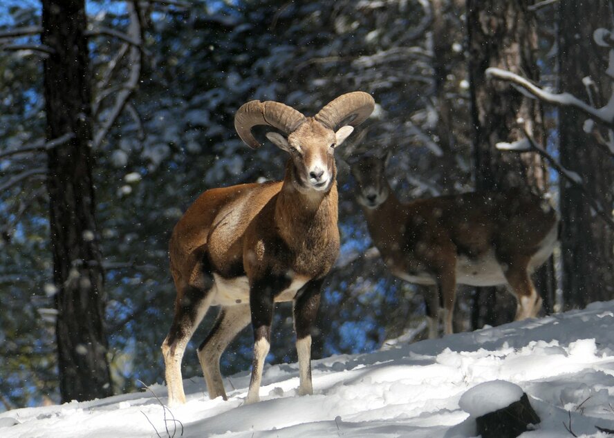 Полиция Кипра изъяла убитых браконьерами редких животных Полиция Кипра изъяла убитых браконьерами редких животных