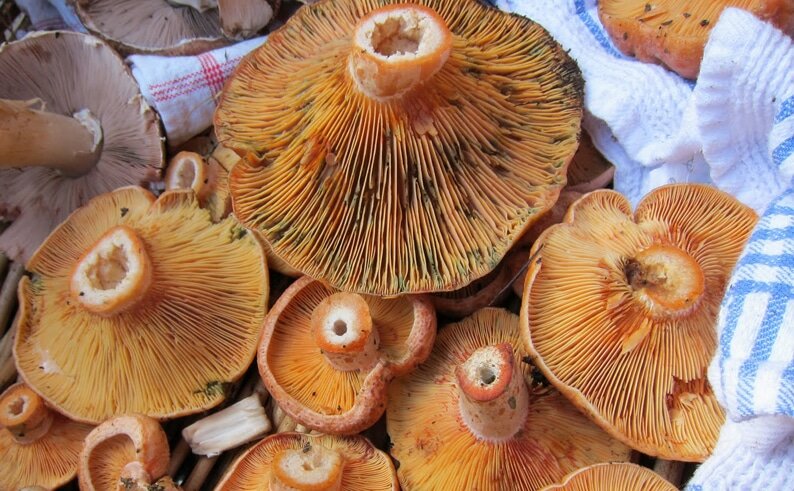 Грибников предупредили о правилах сбора грибов и рисках для их здоровья