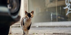 На Кипре стремительно растет количество бездомных животных