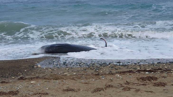 На пляжи Кипра массово выбрасываются киты