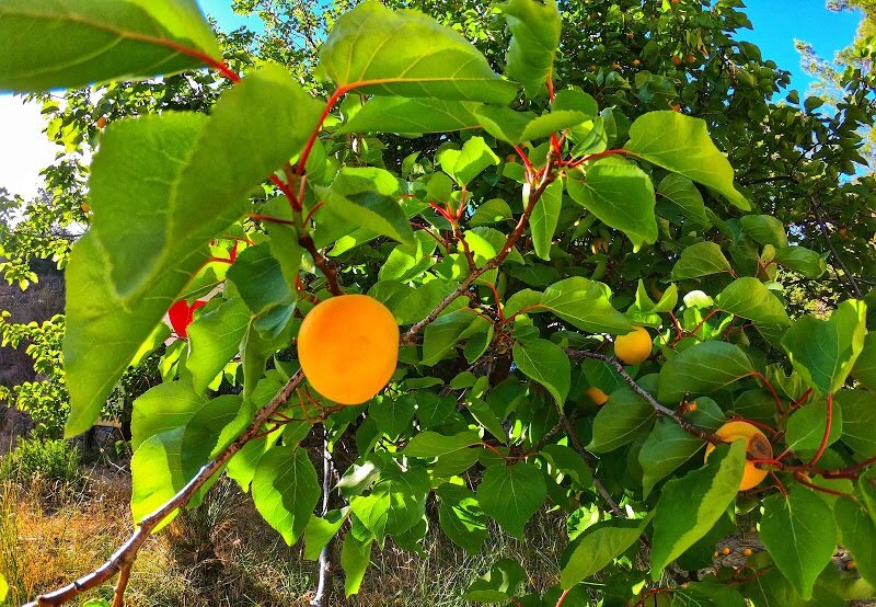На Кипре поспели абрикосы. Спешим готовить вкуснейший смузи