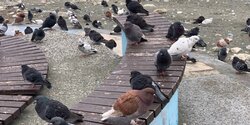 Мэр Лимассола обещал позаботиться о голубях
