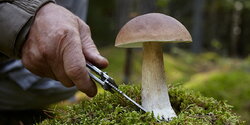 Лесной департамент напомнил о правилах сбора грибов на Кипре