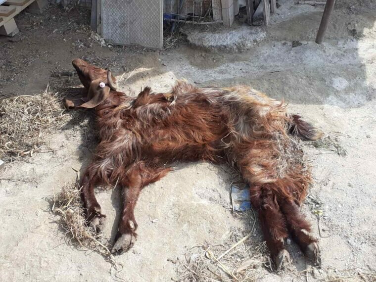 В пригороде Лимассола от отравления агрохимикатами погибло несколько коз