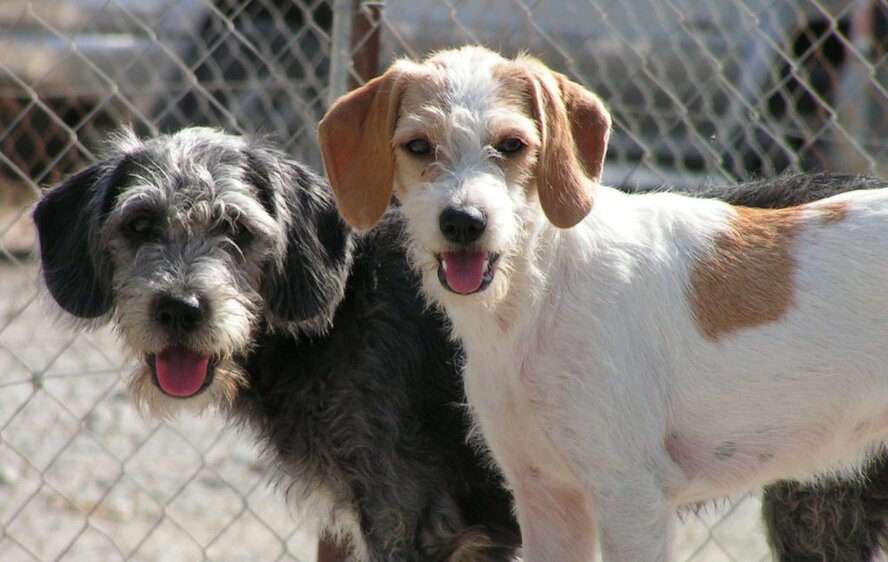 Около 2000 животных находятся под угрозой выселения из приюта в Пафосе