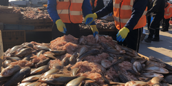 В ТРСК изъято большое количество запрещенных к ввозу морепродуктов