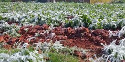 В Пафосе холод уничтожил 500 тонн картофеля