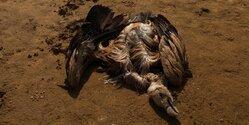 На Кипре и в Европе вступает в силу запрет на использование свинцовой дроби во время охоты