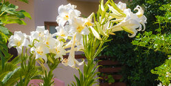 Божественная нежность: на Кипре зацвели прекрасные лилии