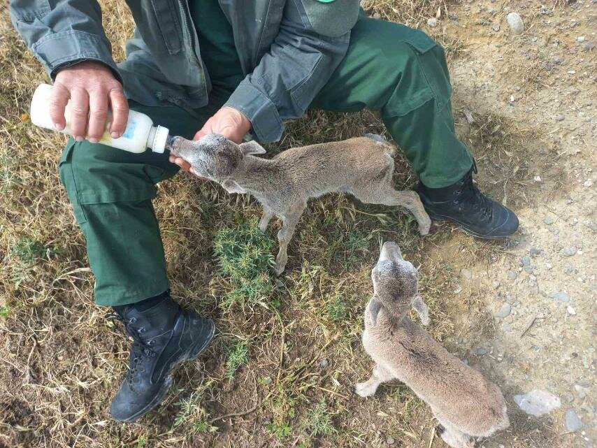 Служба охраны дикой природы Кипра просит людей не трогать в лесах новорожденных муфлонов!