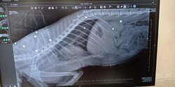 В Пареклише неизвестные открыли стрельбу из дробовика по коту