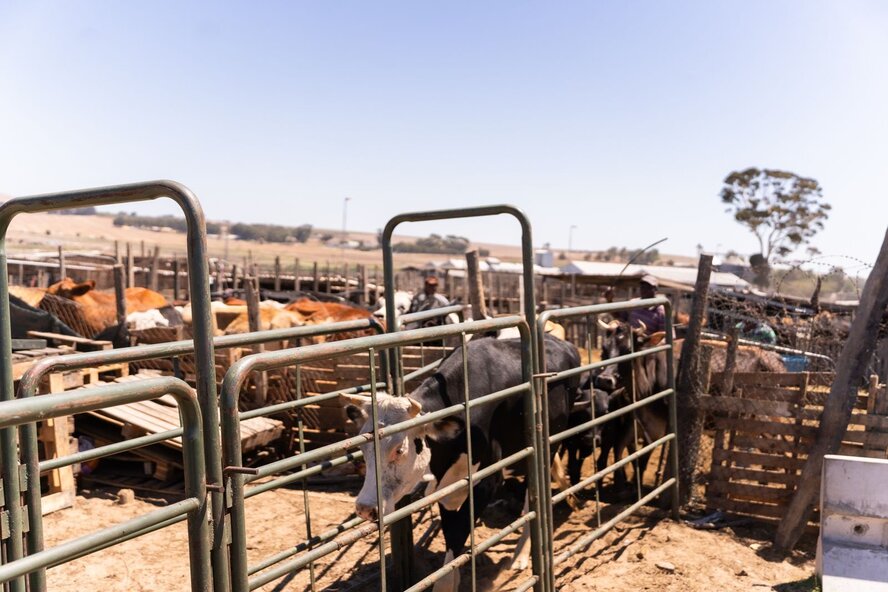 Оккупированная северная часть острова передаст 10 000 вакцин против ящура Республике Кипр