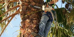 Муниципалитет Пафоса незаконно вырубил 28 пальм