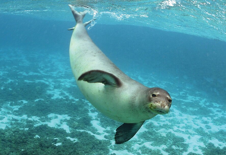 Кипрские тюлени — самые фотогеничные в мире! (фото)
