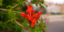 Цветущий Кипр весной: Текомария капская