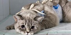 На Кипре началась программа стерилизации кошек