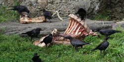 Со свалки в Никосии вороны растаскивает человеческие органы 