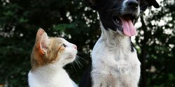 Правительство Кипра выделило дополнительные средства на защиту животных﻿