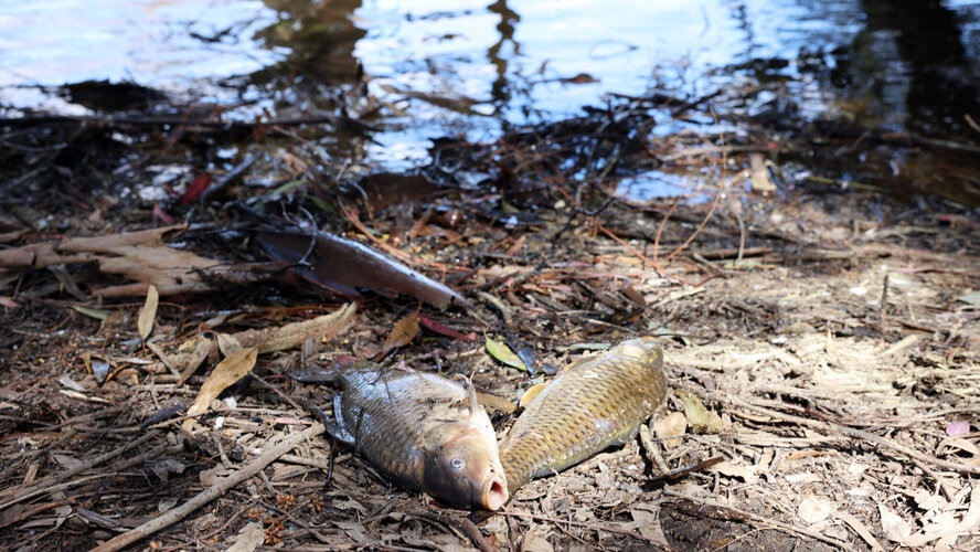 Из-за загрязнения водоема в парке Аталасса в Никосии гибнет рыба
