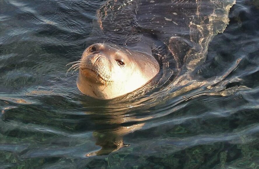 Самка тюленя оплыла Кипр в поисках жениха