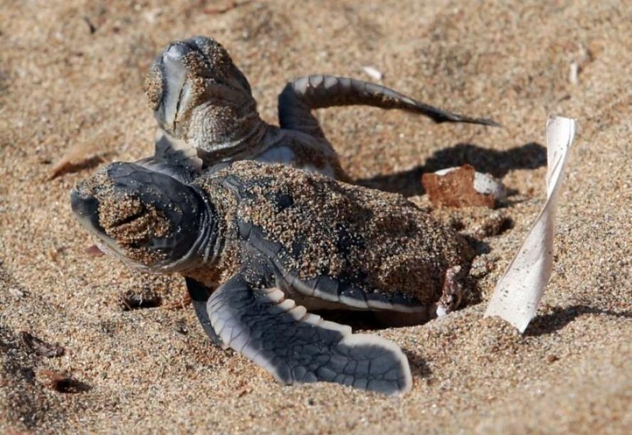 На Кипре увеличилась популяции морских черепах
