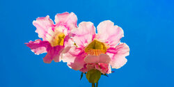 Подранея Рикасоля - кипрская лиана с розовыми колокольчиками