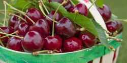 Не пропустите! Фестивали черешни на Кипре возвращаются этим летом