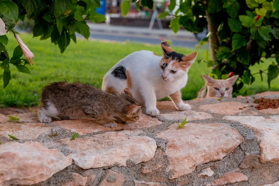Более 30% кошек на Кипре умерло от коронавируса
