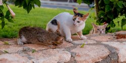 Более 30% кошек на Кипре умерло от коронавируса