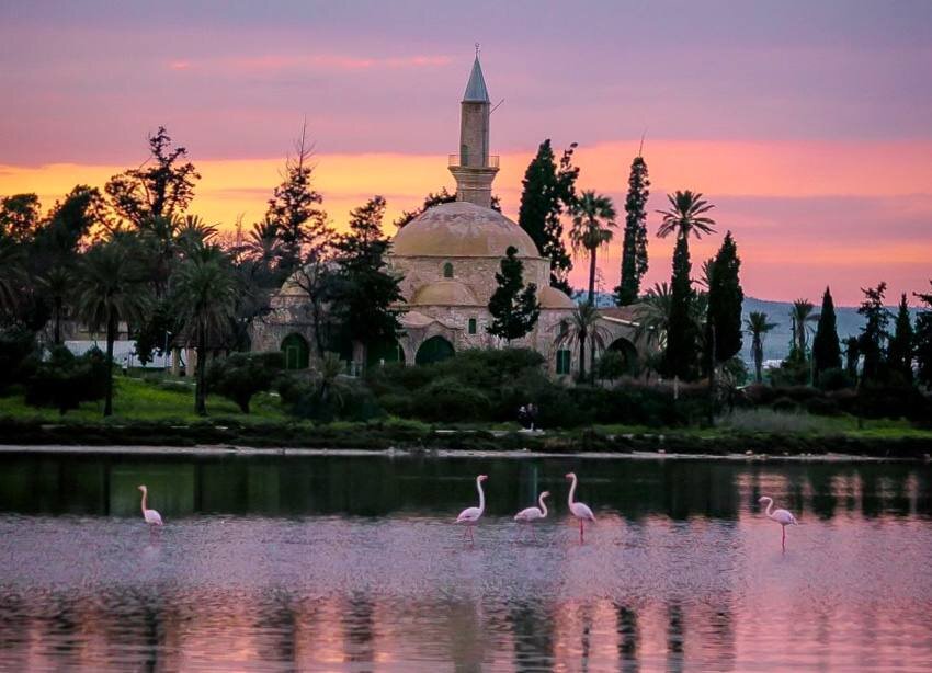 Розовые фламинго на Кипре под угрозой: популяция сократилась на треть!