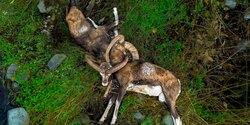 В Троодосе обнаружили двух редких погибших муфлонов