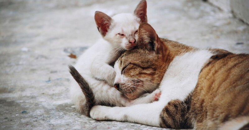 Лимасол запускает масштабную программу стерилизации бездомных кошек