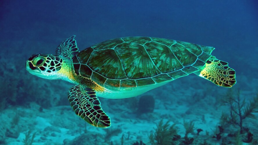 На Кипре зафиксировано большое скопление морских черепах