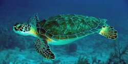 На Кипре зафиксировано большое скопление морских черепах
