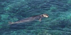 Департамент рыболовства призвал жителей Кипра не беспокоить тюленей