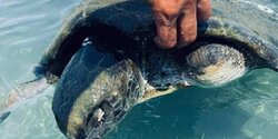 В Лимассоле нашли черепаху с ампутированными конечностями