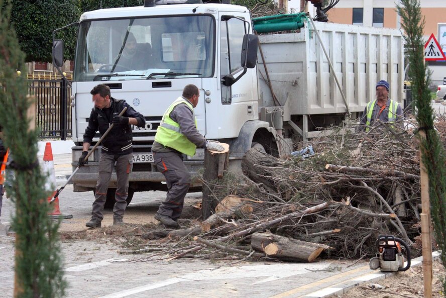 Защита деревьев игнорируется властями Кипра