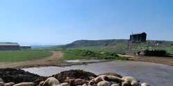 На Кипре обнаружили захоронение туш мертвых свиней
