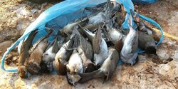 В Ларнаке выявлен крупный случай незаконного отлова птиц