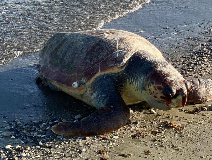 В деревне у Ларнаки выбросило на берег мертвую черепаху